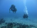 Hawaii Scuba divng 13