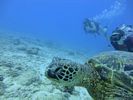 Hawaii Scuba divng 19