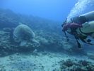 Hawaii Scuba divng 21