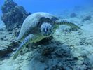 Hawaii Scuba divng 40