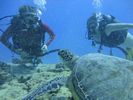 Hawaii Scuba divng 47