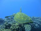 Hawaii Scuba divng 51