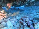Hawaii Scuba divng 52