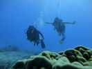 Hawaii Scuba divng 58