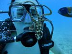 Hawaii Scuba divng 54