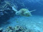 Hawaii Scuba divng 63