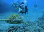 Hawaii Scuba divng 64