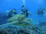 Hawaii Scuba divng 65