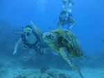 Hawaii Scuba divng 67