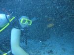 Hawaii Scuba divng 74