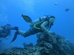 Hawaii Scuba divng 76