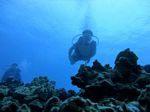 Hawaii Scuba divng 81