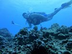 Hawaii Scuba divng 83