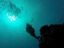 Hawaii Scuba divng 35