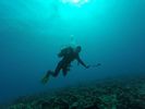 Hawaii Scuba divng 37