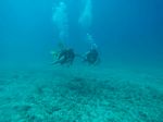 Hawaii Scuba divng 21