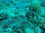Hawaii Scuba divng 24