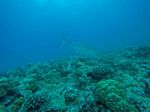 Hawaii Scuba divng 25