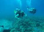 Hawaii Scuba divng 26