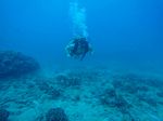 Hawaii Scuba divng 30