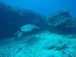 Hawaii Scuba divng 44