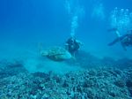 Hawaii Scuba divng 51