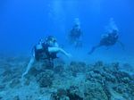 Hawaii Scuba divng 17