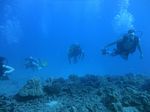 Hawaii Scuba divng 19