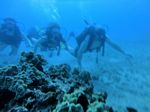 Hawaii Scuba divng 23