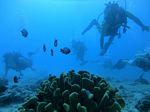 Hawaii Scuba divng 27