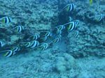 Hawaii Scuba divng 66