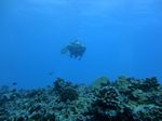 Hawaii Scuba divng 72