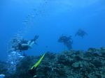 Hawaii Scuba divng 73