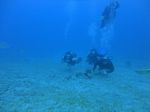 Hawaii Scuba divng 75