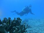 Hawaii Scuba divng 32