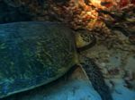 Hawaii Scuba divng 44
