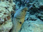 Hawaii Scuba divng 47