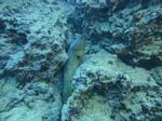 Hawaii Scuba divng 48