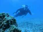 Hawaii Scuba divng 52