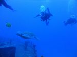 Hawaii Scuba divng 20