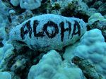 Hawaii Scuba divng 52