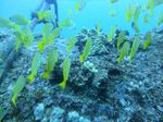 Hawaii Scuba divng 54