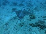 Hawaii Scuba divng 66