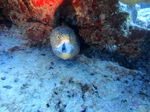 Hawaii Scuba divng 10