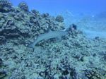 Hawaii Scuba divng 33