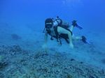 Hawaii Scuba divng 41