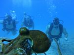 Hawaii Scuba divng 22