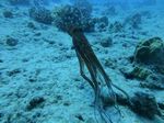 Hawaii Scuba divng 25