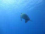 Hawaii Scuba divng 30