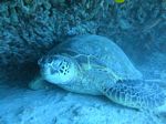 Hawaii Scuba divng 33